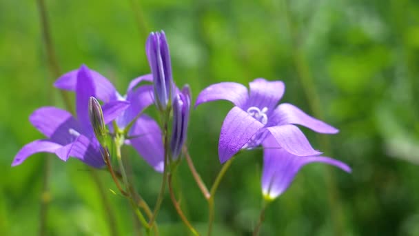 Purple Wildflowers Bluebells Summer Nature — Stock Video