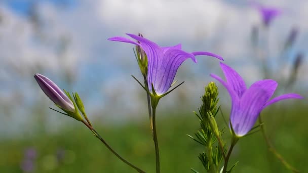 Paarse Wilde Bloemen Bosklokken Zomer Natuur — Stockvideo