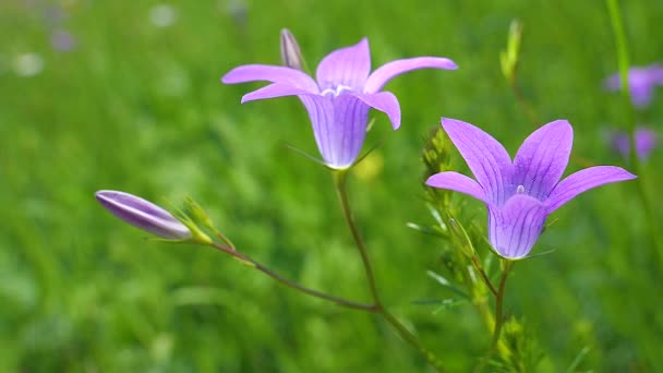 Purple Flores Silvestres Campanas Azules Verano Naturaleza — Vídeos de Stock