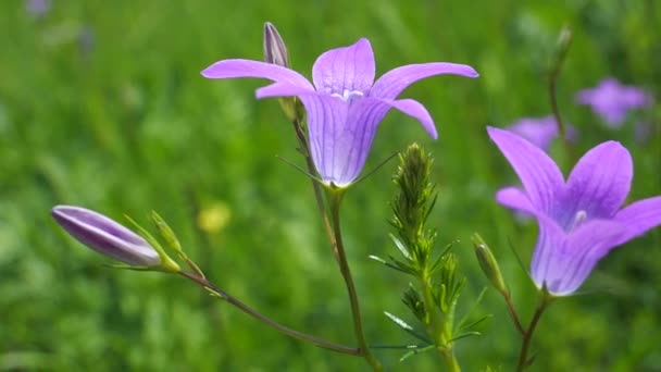 Фіолетові Дикі Квіти Блакитні Влітку Природі — стокове відео