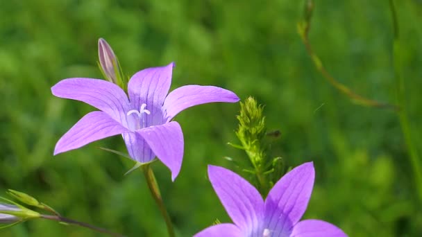 Purple Flores Silvestres Campanas Azules Verano Naturaleza — Vídeos de Stock