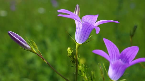 Bluebells Flores Silvestres Roxas Verão Natureza — Vídeo de Stock