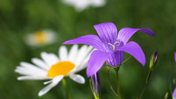 Фіолетові Дикі Квіти Блакитні Влітку Природі — стокове відео