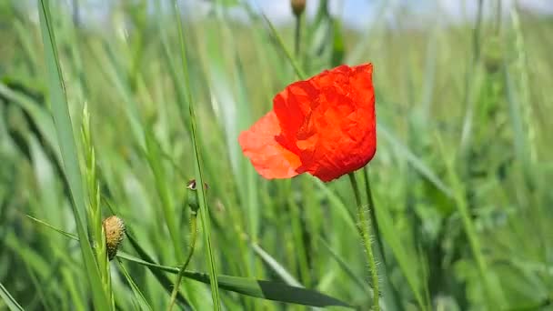 Zomer Papaver Bloemen Groen Veld — Stockvideo