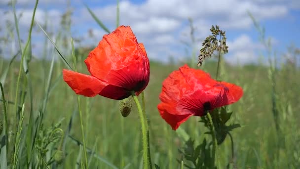 Bunga Poppy Musim Panas Lapangan Hijau — Stok Video