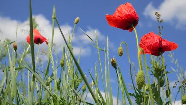 Zomer Papaver Bloemen Groen Veld — Stockvideo