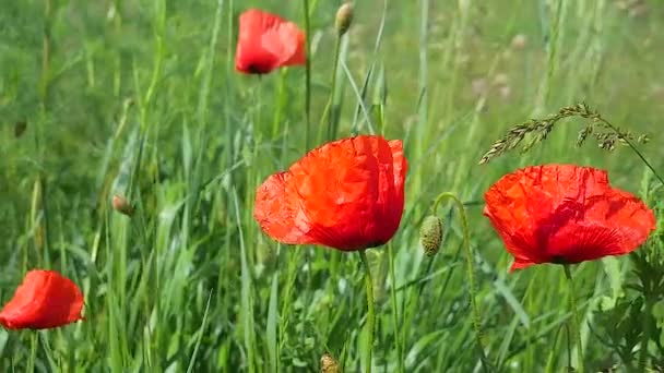 Καλοκαιρινά Λουλούδια Παπαρούνας Στο Πράσινο Πεδίο — Αρχείο Βίντεο