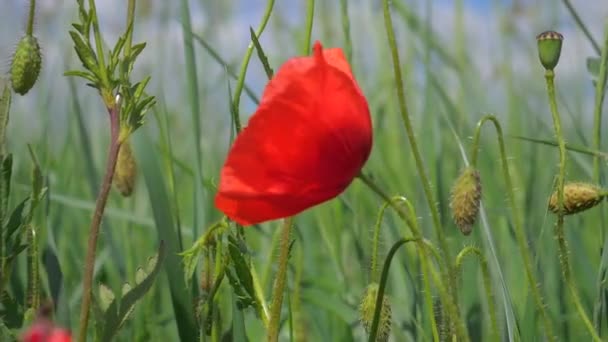 Zomer Papaver Bloemen Groen Veld — Stockvideo