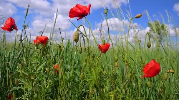 Летние Цветы Мака Зеленом Поле — стоковое видео