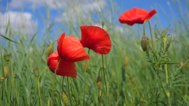 Sommar Vallmo Blommor Grönt Fält — Stockvideo