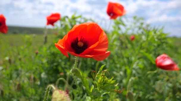 Літні Макові Квіти Зеленому Полі — стокове відео