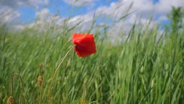 Sommar Vallmo Blommor Grönt Fält — Stockvideo