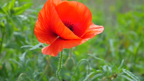 Zomer Papaver Bloemen Groen Veld — Stockvideo