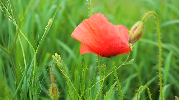 Sommermohn Blüht Auf Der Grünen Wiese — Stockvideo