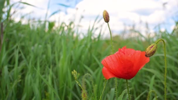 Sommermohn Blüht Auf Der Grünen Wiese — Stockvideo