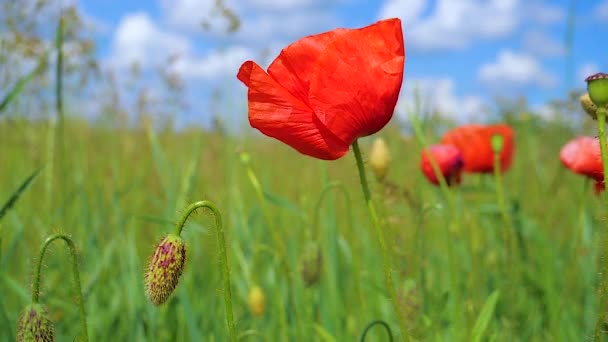 Zomer Papaver Bloemen Groen Veld — Stockvideo