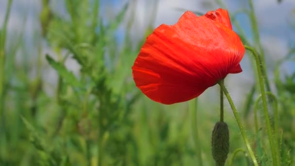 Zomer Papaver Bloemen Groen Veld — Stockvideo