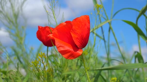 Sommar Vallmo Blommor Grönt Fält — Stockvideo