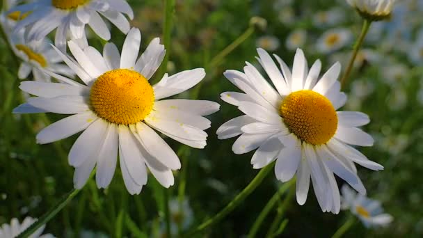 Chamomiles Het Zomer Veld Close — Stockvideo