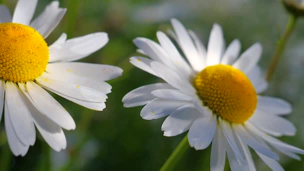 Chamomiles Summer Field Close — Stock Video