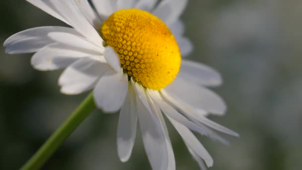 Chamomiles Het Zomer Veld Close — Stockvideo