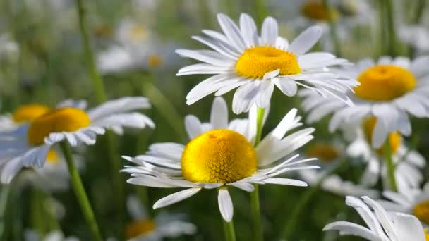 Camomille Nel Campo Estivo Primo Piano — Video Stock