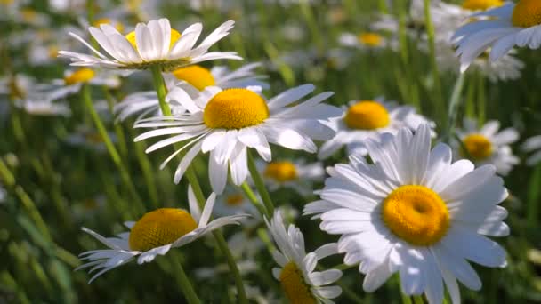 Chamomiles Dans Champ Été Close — Video