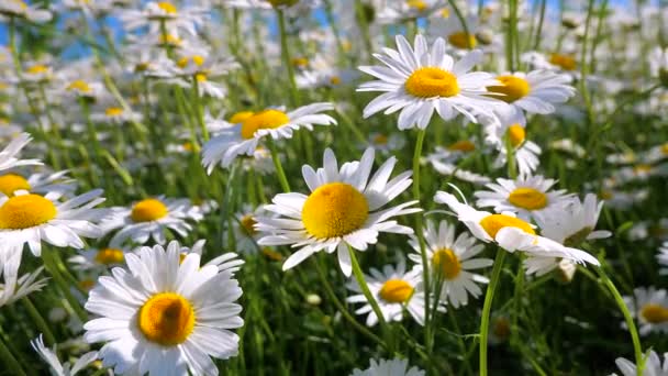 Chamomiles Summer Field Close — Stock Video