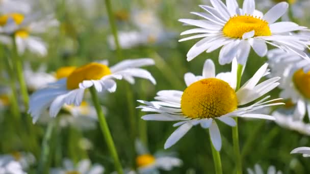 Chamomiles Summer Field Close — Stock Video