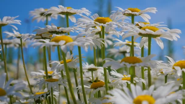 Chamomiles Het Zomer Veld Close — Stockvideo