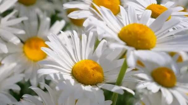 Camomille Nel Campo Estivo Primo Piano — Video Stock