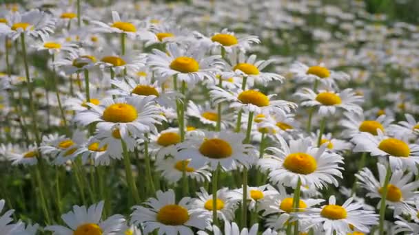 Chamomiles Dans Champ Été Close — Video