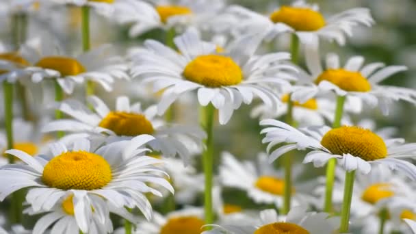 Camomille Nel Campo Estivo Primo Piano — Video Stock