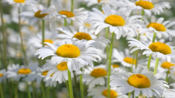 Camomille Nel Campo Estivo Primo Piano — Video Stock