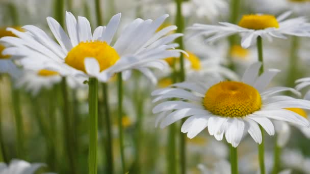 Chamomiles Het Zomer Veld Close — Stockvideo