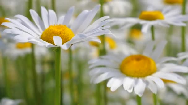 Chamomiles Dans Champ Été Close — Video