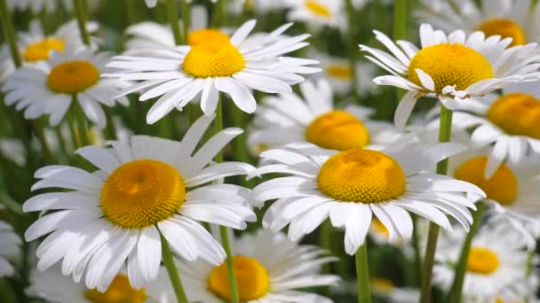 Chamomiles Dans Champ Été Close — Video