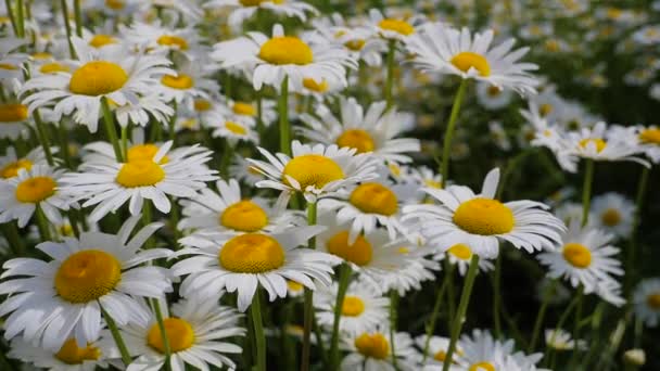 Chamomiles Het Zomer Veld Close — Stockvideo