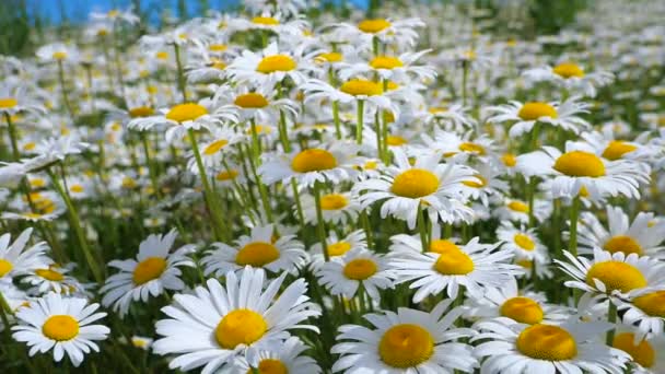 Camomille Nel Campo Estivo Primo Piano — Video Stock