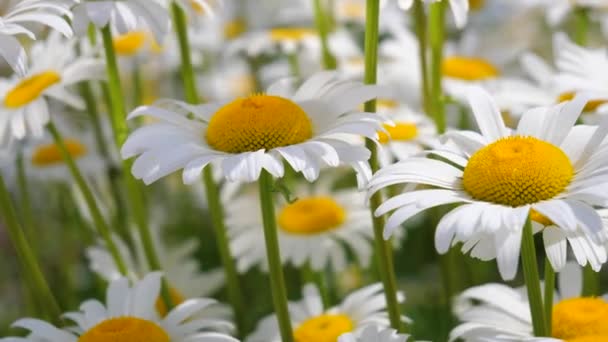 Chamomiles Summer Field Close — Stock Video