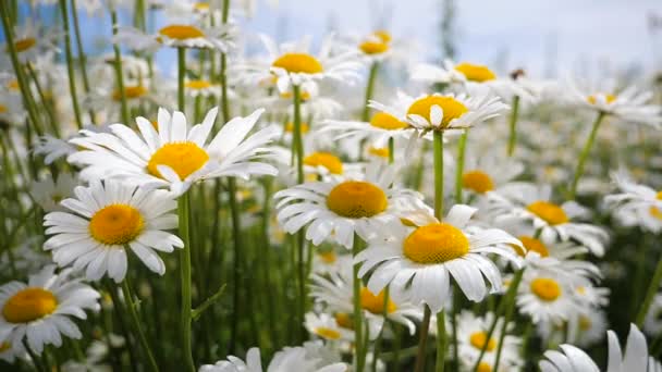 Chamomiles Dans Champ Été Close — Video