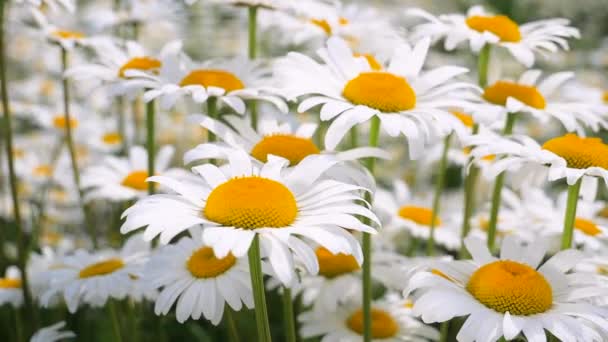 Camomille Nel Campo Estivo Primo Piano — Video Stock