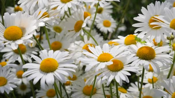 Chamomiles Het Zomer Veld Close — Stockvideo