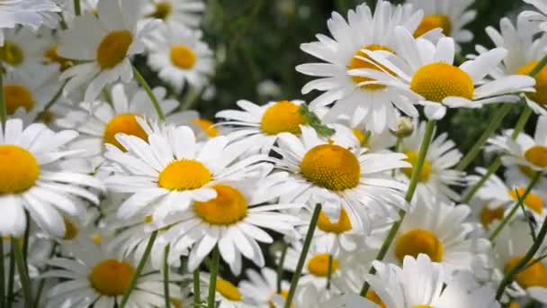 Chamomiles Dans Champ Été Close — Video