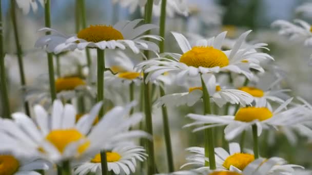 Camomilas Campo Verão Close — Vídeo de Stock