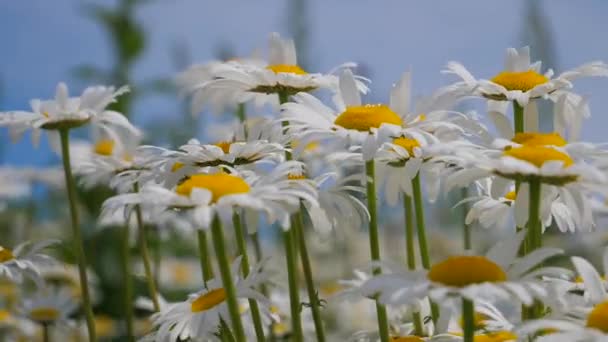 Шамолес Літньому Полі Крупним Планом — стокове відео