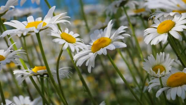 Chamomiles Summer Field Close — Stock Video