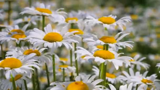 Chamomiles Het Zomer Veld Close — Stockvideo