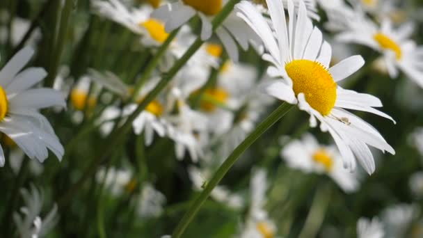 Camomille Nel Campo Estivo Primo Piano — Video Stock