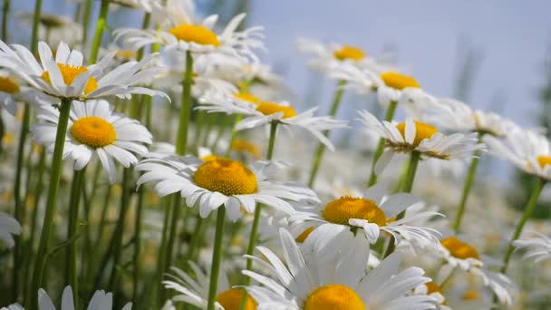 Chamomiles Dans Champ Été Close — Video